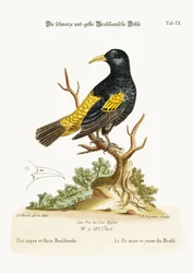The Black and Yellow Daw of Brasil, 1749-73